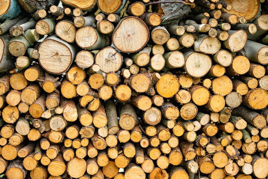Stack of freshly cut logs showing natural wood grain and growth rings. Rustic firewood background with rough bark and varied timber textures.