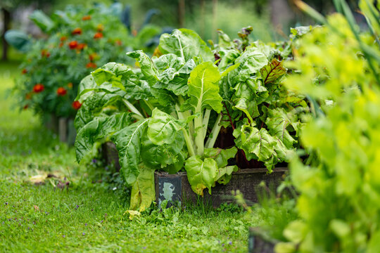 Fresh Swiss chard growing in a raised garden bed. Lush leafy vegetables thrive in a summer home garden surrounded by greenery.