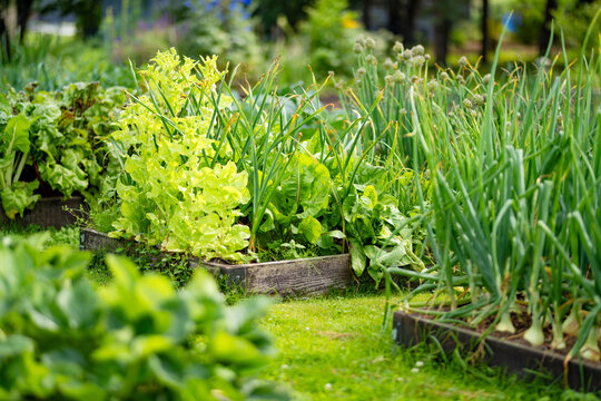 Lush vegetable garden with a variety of leafy greens growing in raised beds. Productive summer garden represents homegrown food and sustainable gardening.