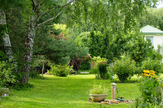 Lush landscaped garden with green lawn, mature trees and ornamental shrubs around a country home. Peaceful summer backyard creates a well maintained natural outdoor living space.
