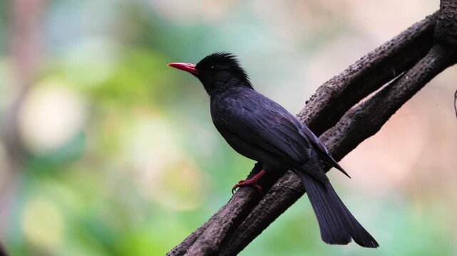 black bulbul bird on the branch