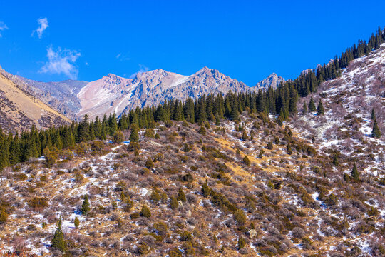Snow-dusted Mountain Landscape with Evergreen Forest in Kyrgyzstan