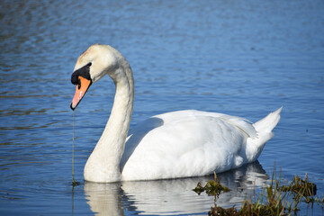 Fototapeta premium Elegant White Swan Feeding on Aquatic Vegetation