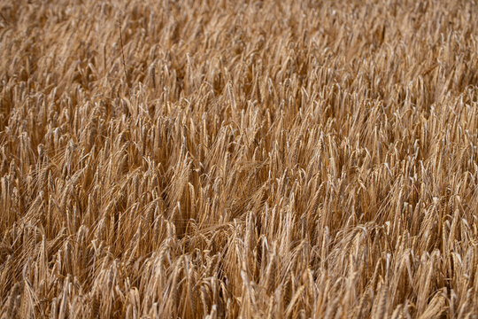 Golden Summer Barley Crop Ready for Harvest