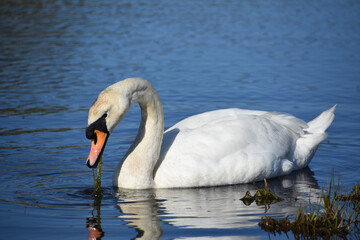 Fototapeta premium Majestic White Swan Foraging in Freshwater Pond Ecosystem