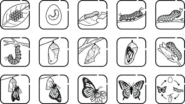 Butterfly life cycle icons set egg caterpillar pupa chrysalis metamorphosis monarch line art vector illustration collection.