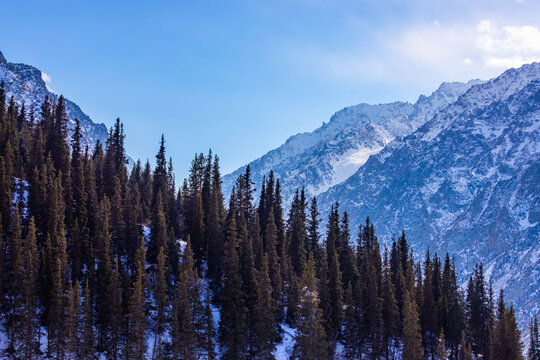 Snow-capped Mountains and Dense Coniferous Forest in Kyrgyzstan