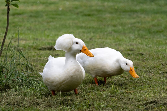Canard hupp&eacute; et canard pompon