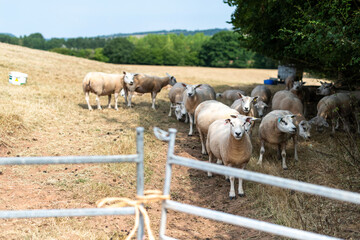 Sheep grazing in sunny countryside. © Rawpixel.com