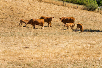 Cattle on dry pasture during summer drought in Germany © CC-IMAGES