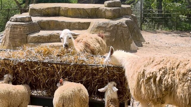 Animals eat hay in a zoo during a sunny day