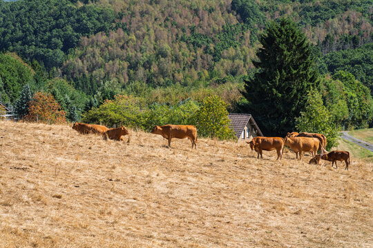 Cattle on dry pasture during summer drought in Germany