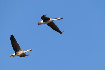 two Swan Goose (Anser cygnoides), found in Choibalsan in Dornod Aimag in Mongolia © Mathias Putze