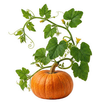 Fresh orange pumpkin with green vine and leaves isolated on transparent background
