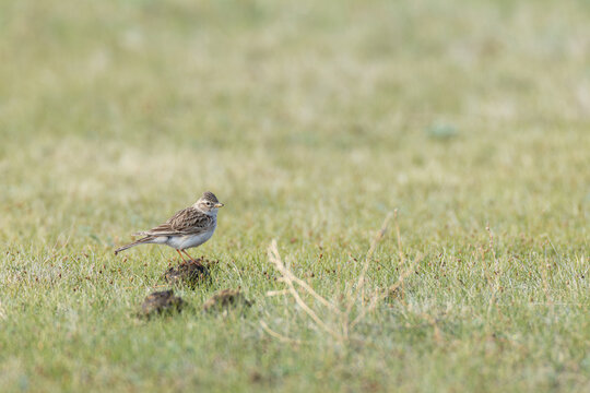 Asian Short-toed Lark (Alaudala cheleensis) perching on dung in mongolian steppe, found in Choibalsan in Dornod Aimag in Mongolia