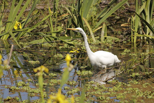 Garza blanca en el agua entre vegetaci&oacute;n buscando peces