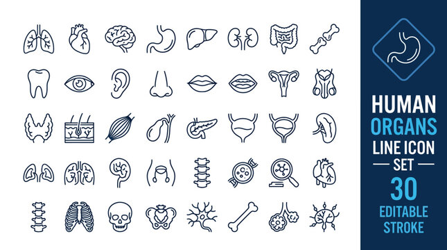 Human Organs Line Icon Set &ndash; 30 Editable Stroke Vector for Anatomy, Medical, and Educational Design Projects