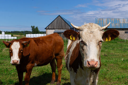 Two brown and white cows standing in a green pasture near a rural farmhouse, livestock animals in a countryside setting