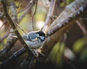 Coal Tits Perched on Weathered Woodland Branches at Hauxley Nature Reserve in Northumberland, Captured in Detailed Wildlife Photography. © Neil_Benison_Photos