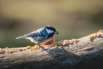 Coal Tits Perched on Weathered Woodland Branches at Hauxley Nature Reserve in Northumberland, Captured in Detailed Wildlife Photography. © Neil_Benison_Photos