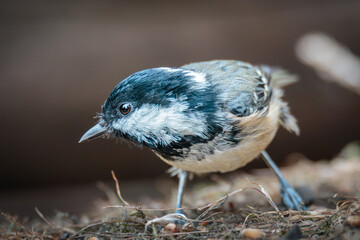 Coal Tits Perched on Weathered Woodland Branches at Hauxley Nature Reserve in Northumberland, Captured in Detailed Wildlife Photography. © Neil_Benison_Photos