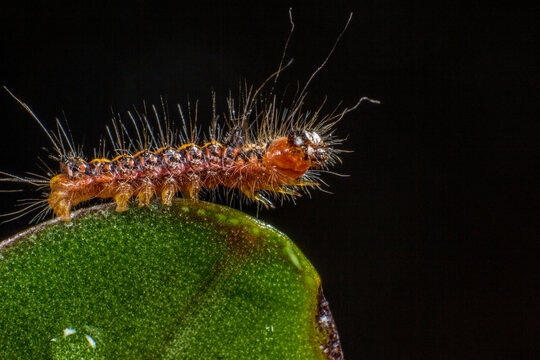 Fuzzy orange-brown caterpillar with long setae on vibrant green leaf macro
