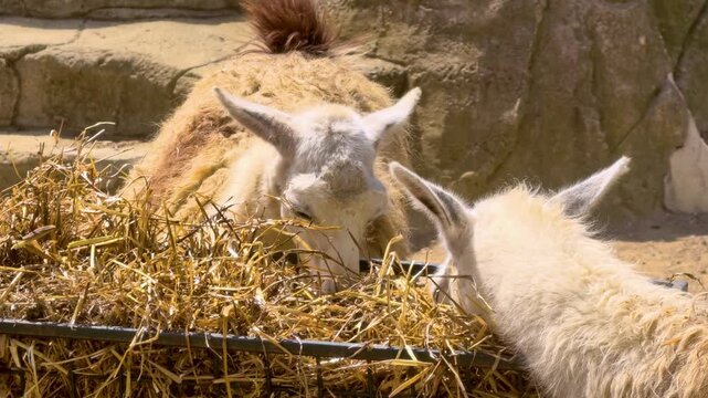 Llamas eat hay in a farm setting during the daytime in sunny weather