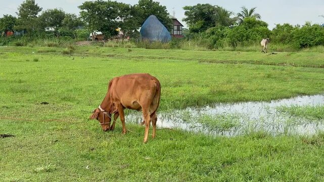 A red cow eats grass in a rural field in Bangladesh.