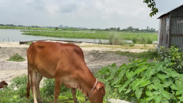 A red cow eats grass in a rural field in Bangladesh.