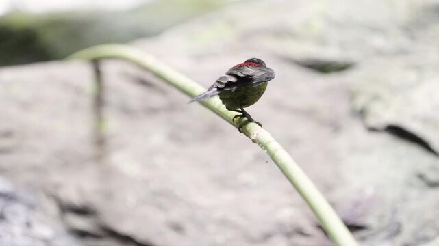 Black-throated Sunbird (Nectariniidae) bird on a branch
