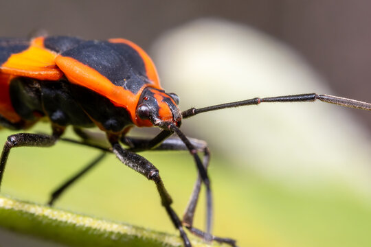 Boxelder Bug Climbing Wild Plant Macro Insect Nature