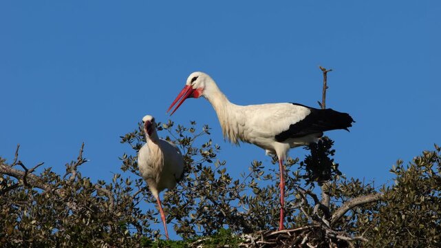 couple of white storks, Ciconia ciconia, nesting on tree, rattling 703 
