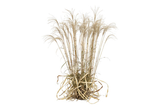 A clump of dried ornamental grass with long thin stems and feathery tops, isolated on a white background, for botanical or, nature compositions
