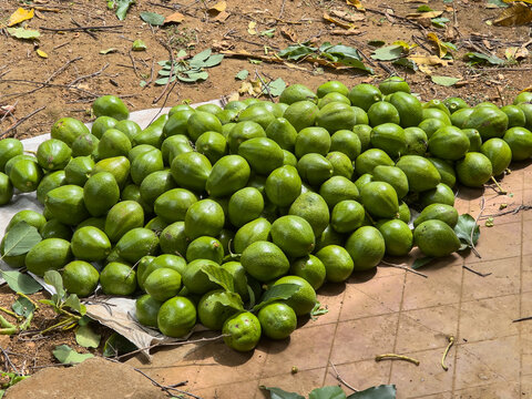 pile of freshly harvested green avocados on ground, raw whole tropical fruit in outdoors in natural light agricultural farming concept with copy space