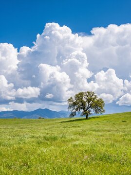 Single green tree standing on a rolling grassy hill under a bright blue sky with fluffy white clouds