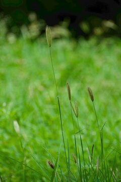 Wild grass seed heads standing tall in a green meadow