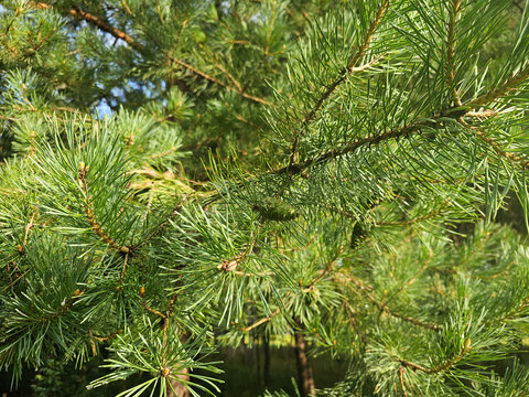 Close view of pine tree branches with needles