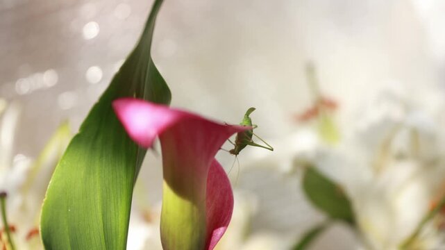 Grasshopper on a flower, ups-and down &ndash; Macro Nature Photography