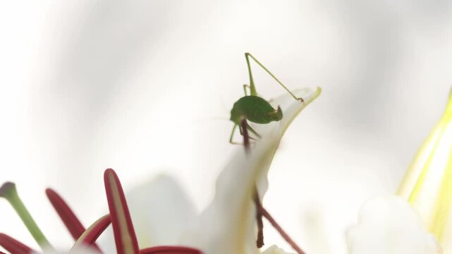 Grasshopper Feeding on Lily Flower Nectar &ndash; Macro Nature Photography