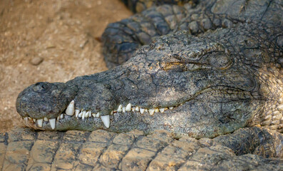 Fototapeta premium Crocodiles in nature swim in the lake. Many predators lie on the banks of the river, basking in the sun. Close-up of a crocodile.