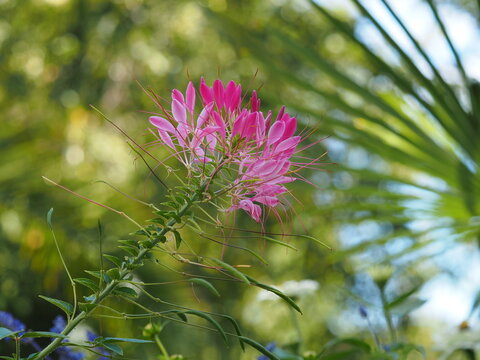 Colorful inflorescence on a green branch