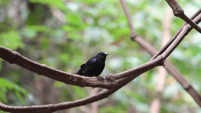 Pied Bushchat ( Saxicola caprata) blackbird on a branch