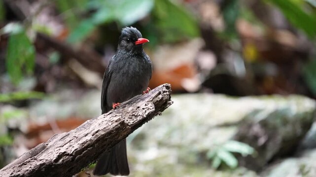 black bulbul bird on the stump