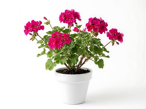 Red geranium flowers in a white pot isolated on white background