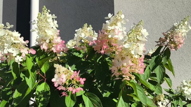 White and pink hydrangea flowers gently swaying in the summer breeze on a sunny day, creating a fresh natural floral background with soft movement and vibrant seasonal beauty.