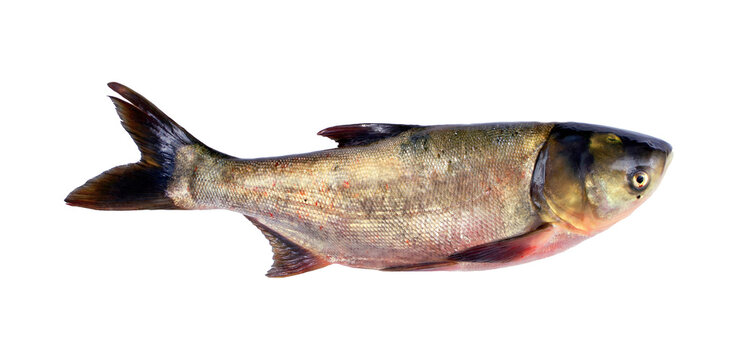 fresh bighead carp isolated on transparent background