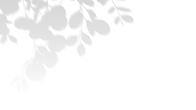 Hanging branch shadow overlay, big leafy frond on transparent png background