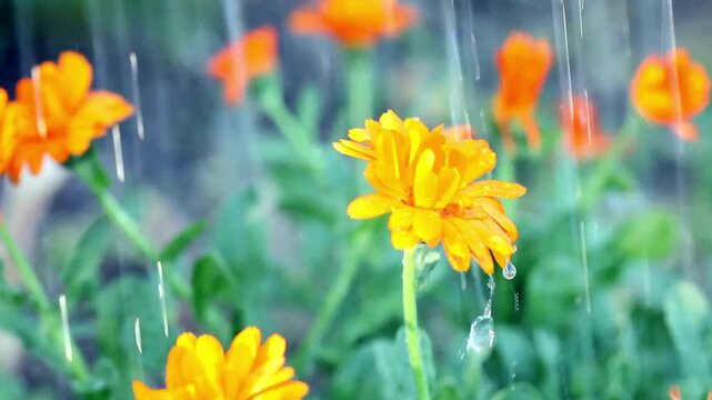 Close up of vibrant orange calendula flowers in a garden being watered by a gentle summer rain shower.