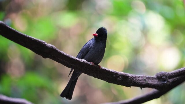 black bulbul bird on the branch