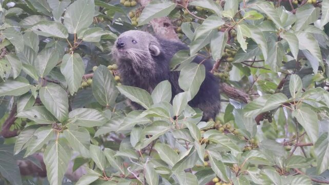 Rare Encounter: Wild Binturong Feasting on Figs in the Forest Canopy